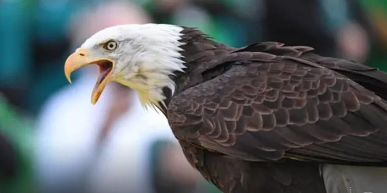 Eagles, Giants of the Sky, Face the Threat of Extinction