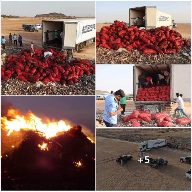 Sebha Food & Drug Control Office seizes and destroys onions unfit for human consumption originating from Egypt